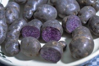 Truffle potato, Vitelotte, blue-violet potatoes in a nostalgic bowl