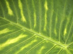 A bright green vibrant variegated tropical leaf background with striped colorful pattern