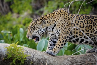 Close-up of a magnificent Jaguar standing in threatening behavior on a tree trunk, Pantanal
