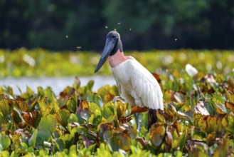 Close-up of a Jabiru stork with horse flies around its head, standing in a lagoon with water