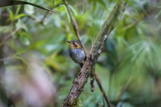 Cute Ocre-faced today flycatcher perched on a branch against defocused green background, Caraça