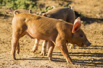 Two piglets busy feeding in a meadow of Gaume in southern Belgium