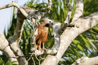 Close up of a Black-collared Hawk perched on a bare tree looking for prey, Pantanal Wetlands, Mato
