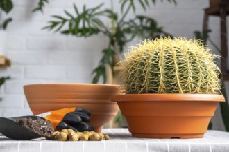 Repotting overgrown home plant large spiny cactus Echinocactus Gruzoni into new bigger pot. Caring