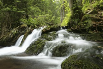 Forest stream flowing down from the mountain, Altvater Mountain, Czech Republic, Europe