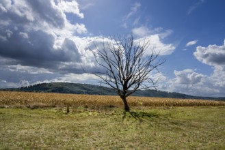 Landscape with a dead tree in September, Weserbergland, Germany, Europe