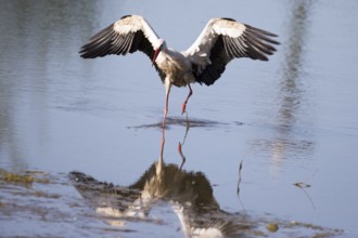 A white stork lands in a lake with its wings outstretched