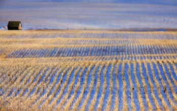 Prairie Landscape in Winter Saskatchewan Canada rural
