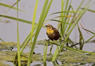 Yellow Headed BlackBird in Saskatchewan Swamp marsh