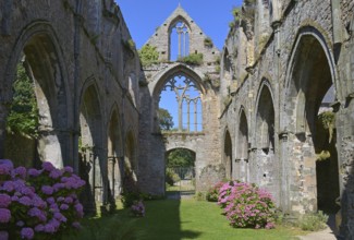 Abbay de Beauport, Innereder church, ruin, Hortensja