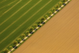 Country road between two fields