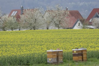 Blossoming rape field near Bibersfeld, fruit blossom, April, spring, rape honey, bee honey, bees,