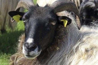 Grey horned Heidschnucke moorland sheep