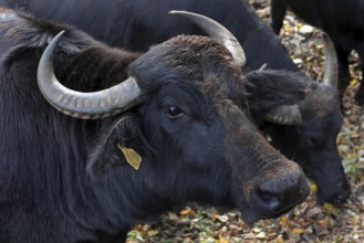 Water buffalo