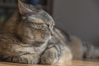 Grey tabby domestic cat lying at the table with a tired look - close-up