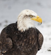 A North American bald eagle (Haliaeetus leucocephalus) at a bird of prey nature reserve