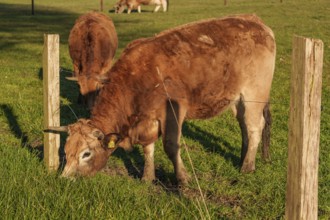 Cold pasture feeding, sunlight creates a natural atmosphere, ramsdorf, münsterland, germany