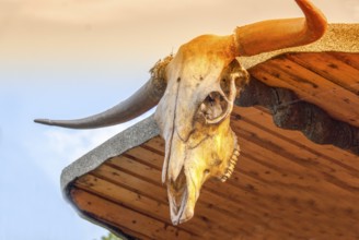Cattle skull bull horn longhorn trophy