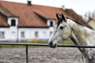 White horse in a paddock on a farm in eastern Poland in Europe