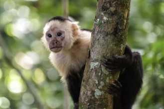 Capuchin coffee