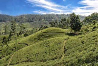 Tea plantation with tea plants in the mountains of Sri Lanka