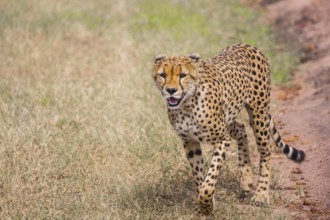 The cheetah walk freely on the car tracks of the savannah. Kenya, Masai Mara Park. Jeep - safari in