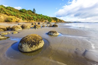 The South Island of New Zealand. Sandy beach on the Pacific Ocean. Moeraki boulders is a group of
