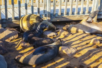 Reserve fur seals in Namibia. Wooden walkways for tourists and striped shadows on animals