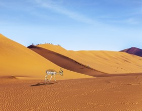 Impala black-headed antelope. Majestic orange dunes, dry lake Sussussflay. Grand trip to Namibia,