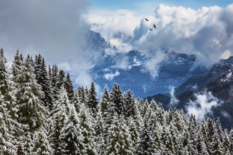 Magnificent landscape of Dolomites in the snow. Evergreen forests in the valley covered with the