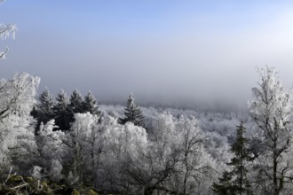 View from the summit ridge of the Mörschieder Burr in the Hunsrück-Hochwald National Park with
