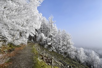 Hiking trail along the Mörschieder Burr in the Hunsrück-Hochwald National Park with hoarfrost and