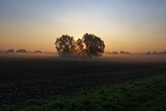 Trees in front of a dawn sky with soft fog, sunrise, field near Blengow, Rerik,