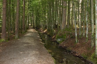Swell ditch Stream next to path between trees