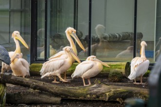 Dresden Zoo, Dresden, Saxony, Germany, Europe