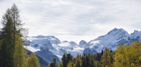Amazing landscape in the Swiss Bernina mountains. A colourful autumnal forest in front of the