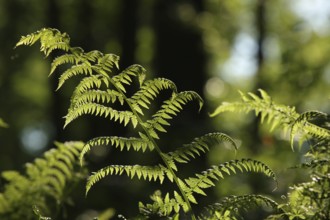 Fern in the forest on a sunny spring morning