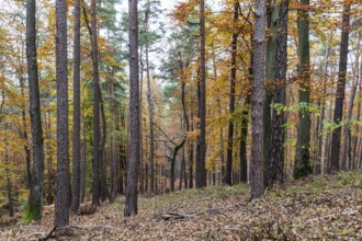 Foliage colouring in autumn forest, near St. Andrä im Sausal, Styria, Austria, Europe