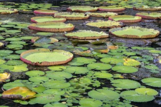Pond, giant water lilies, Victoria, Victoria plant (Nymphaeaceae), Sir Seewoosagur Ramgoolam