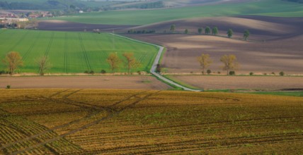 Rural abstract landscape with chestnut alley in South Moravia, Czech Republic, Europe