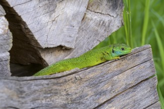 Western green lizard (Lacerta bilineata) resting between wooden pieces, surrounded by natural
