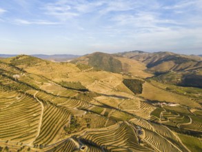 Vineyards of Douro Valley. Green Terraces on Sunny Evening. Portugal. Aerial Drone Shot.