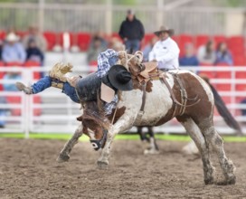 Rodeo ride at the Bucking Horse Sale, Rodeo, Miles City, Montana, USA, North America