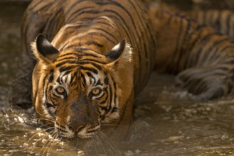 Wild Indian or Bengal tigress standing guard over her two young cubs while cooling off in a