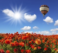 The bright spring sun and multi-color balloon over the fields of red garden buttercups. Concept of