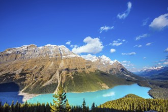 Mountain Lake as a wolf head is popular among tourists. Turquoise Lake Peyto in Banff National Park