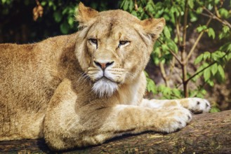 Portrait of Lioness Lying on the Log