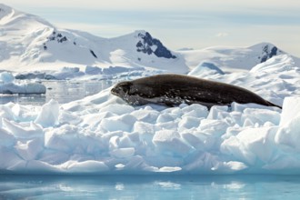 Seal lying on a block of ice in a vast, icy, arctic landscape with mountains, Weddell seal