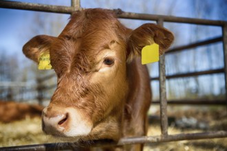 Calf in a stable in northern Germany, 2019