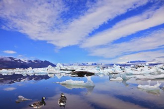 Cirrus cloud, drifting ice floes and flying geese are reflected in an ocean lagoon. Jökulsárlón